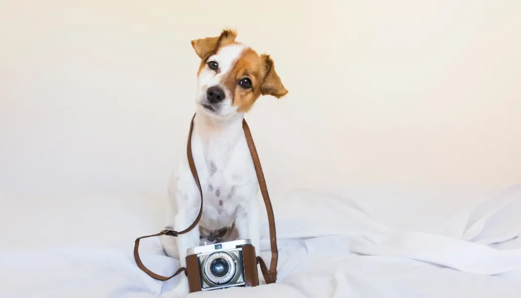 Dubai Pet Photoshoot