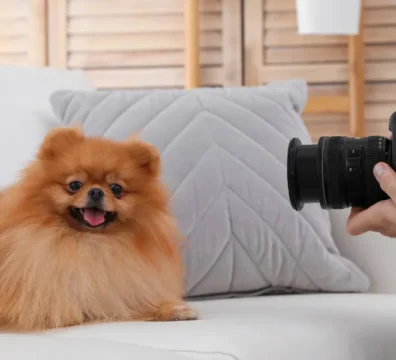 Dubai Pet Photoshoot